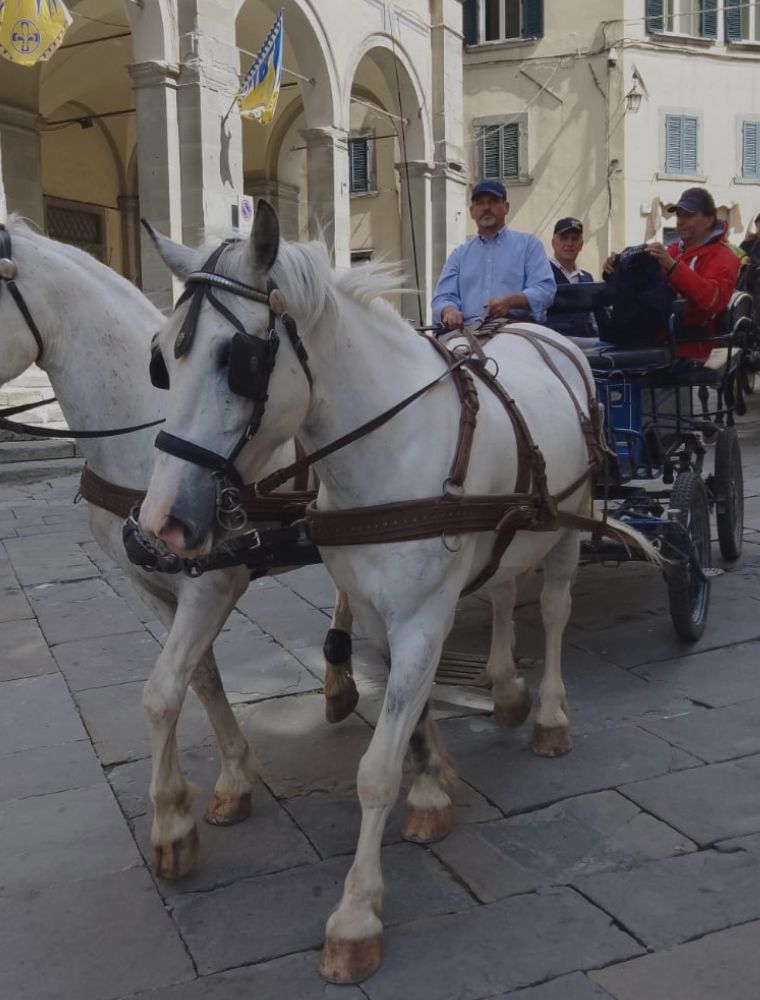 Giro Turistico - Le Carrozze di Alfredo