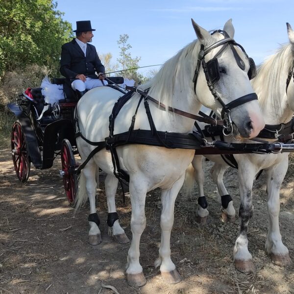 Matrimoni ed Eventi - Le Carrozze di Alfredo