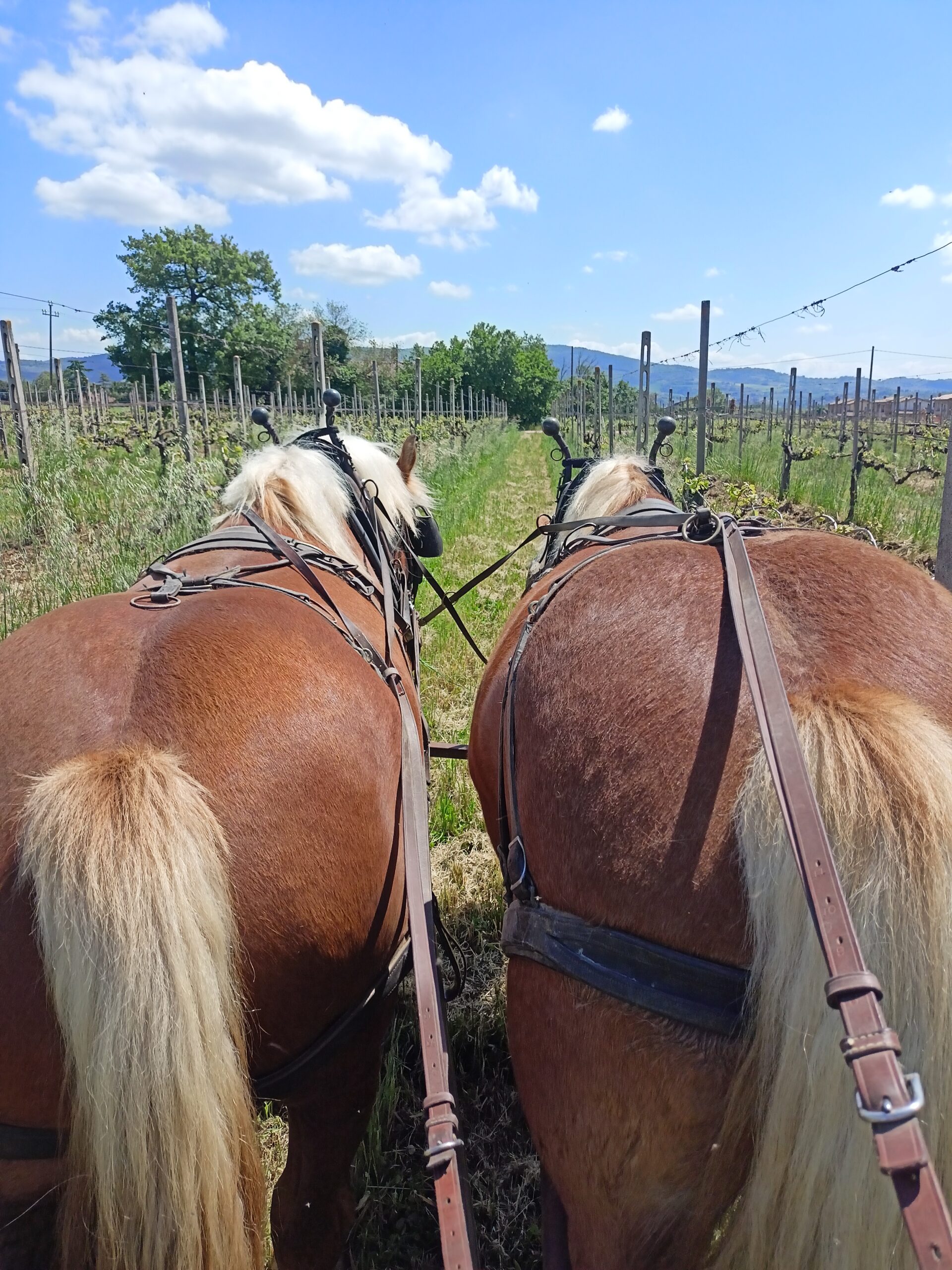 lavoro in vigna